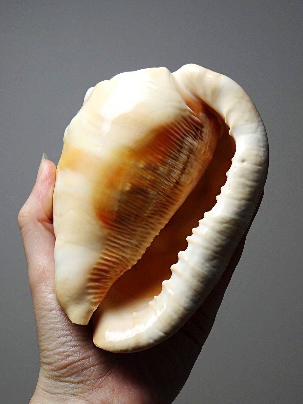 Vintage shell cabinet of curiosities Cypraecassis rufa 13cm