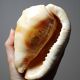 Vintage shell cabinet of curiosities Cypraecassis rufa 13cm