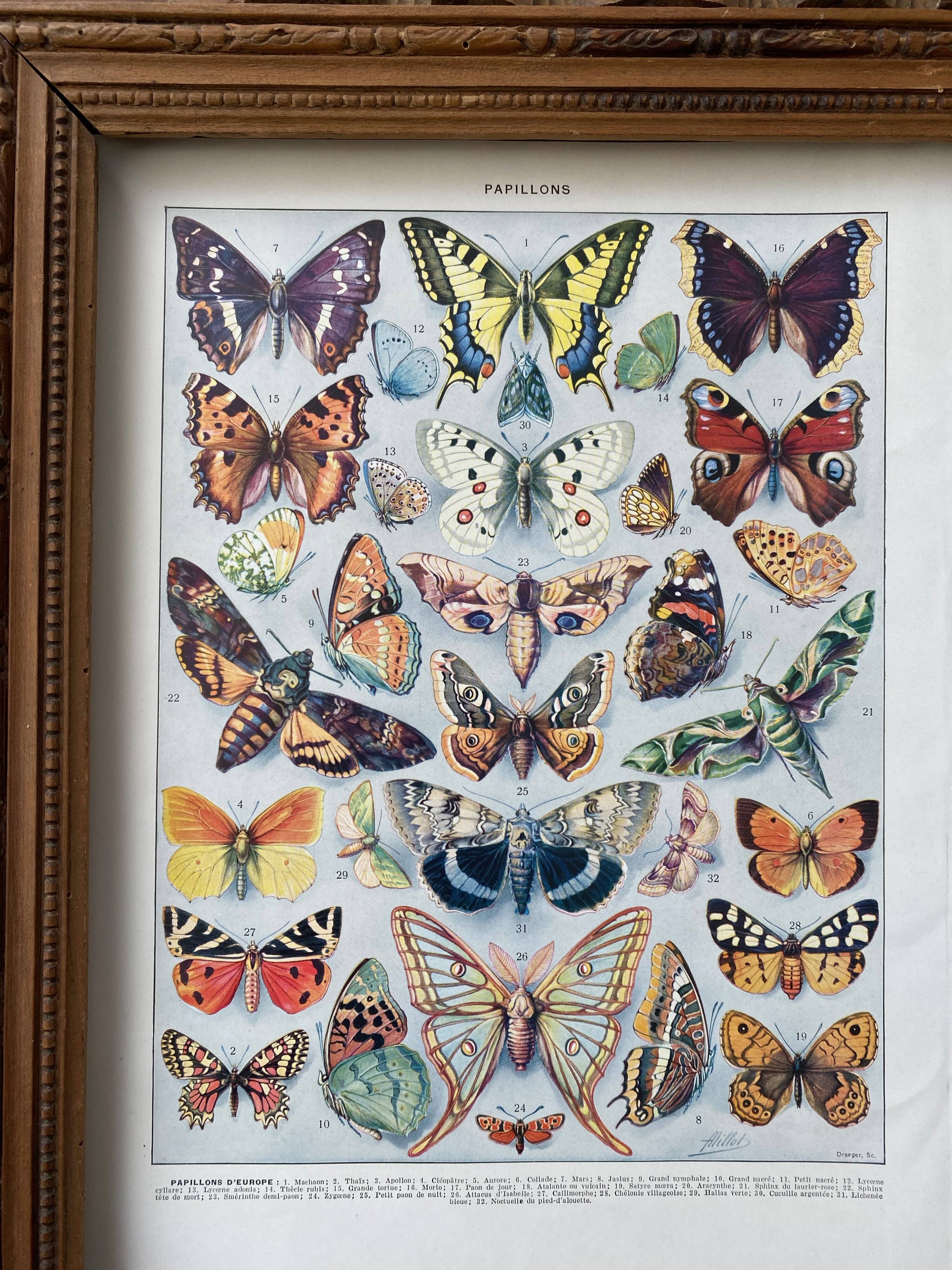 Old illustration Millot "butterflies"