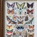 Old illustration Millot "butterflies"