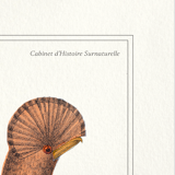 Chimera lithograph engraving animal - the maricoq