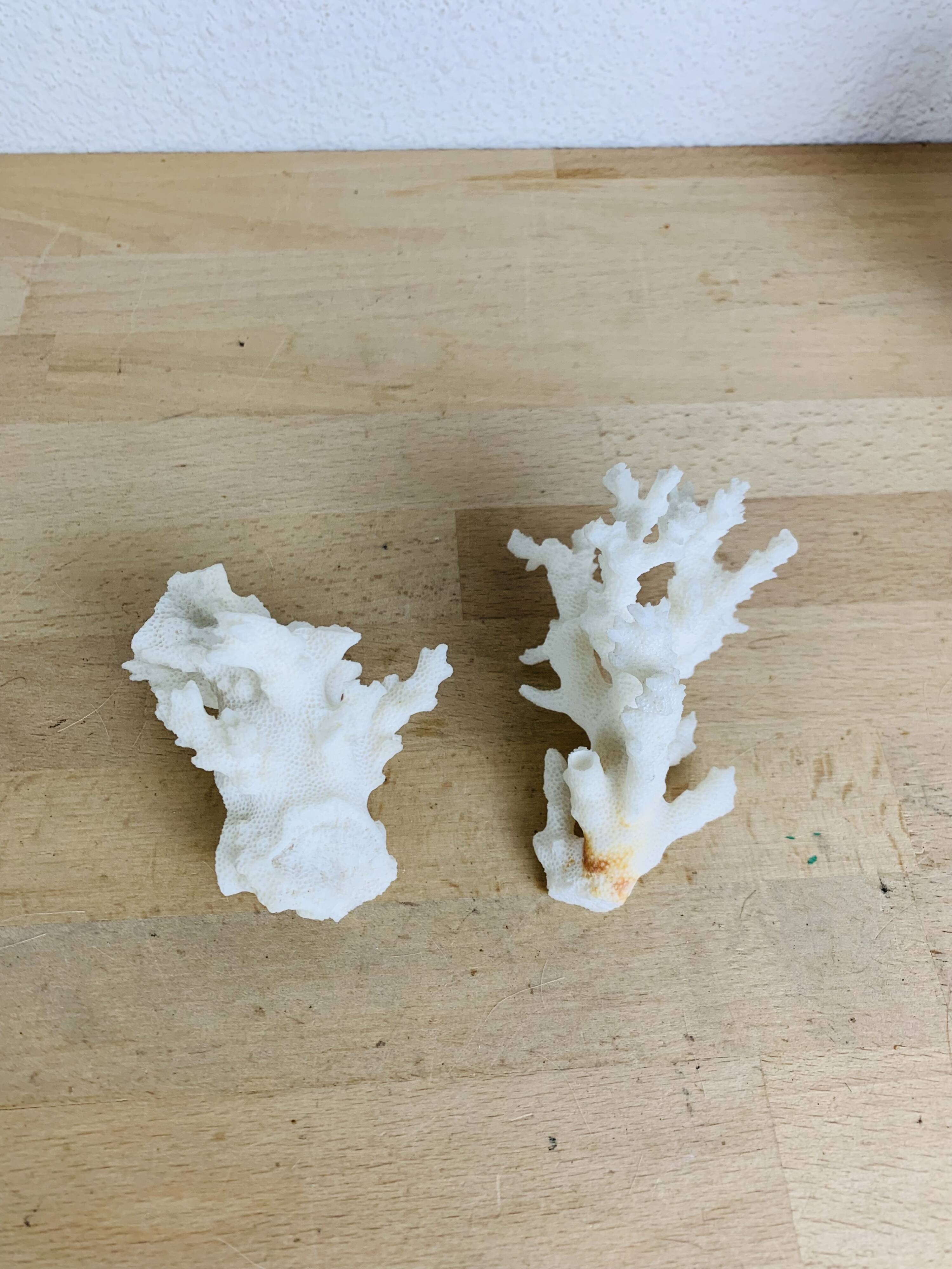 3 ancient white corals