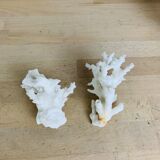 3 ancient white corals