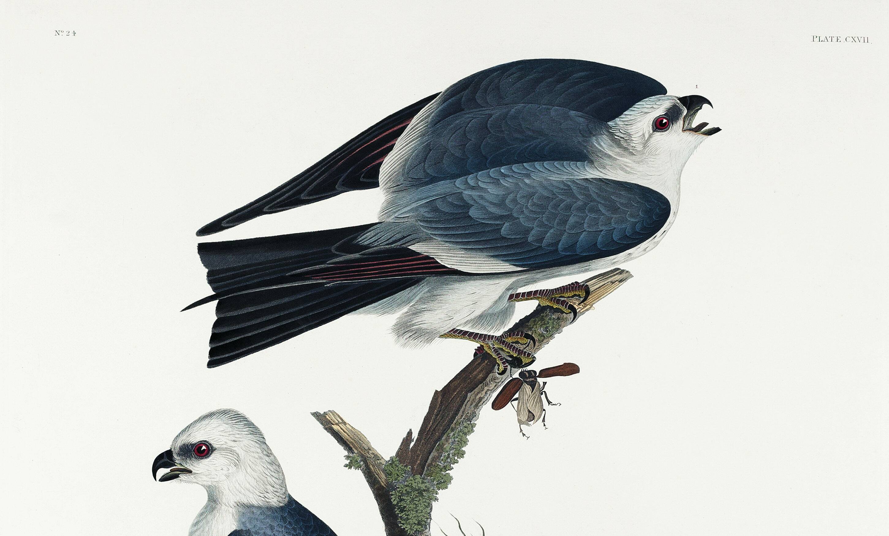 Poster about the Mississippi Kite, based on an old engraving from 1827.