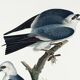 Poster about the Mississippi Kite, based on an old engraving from 1827.