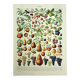Gravure ancienne - 1928 - Fruit de nos régions par A. Millot