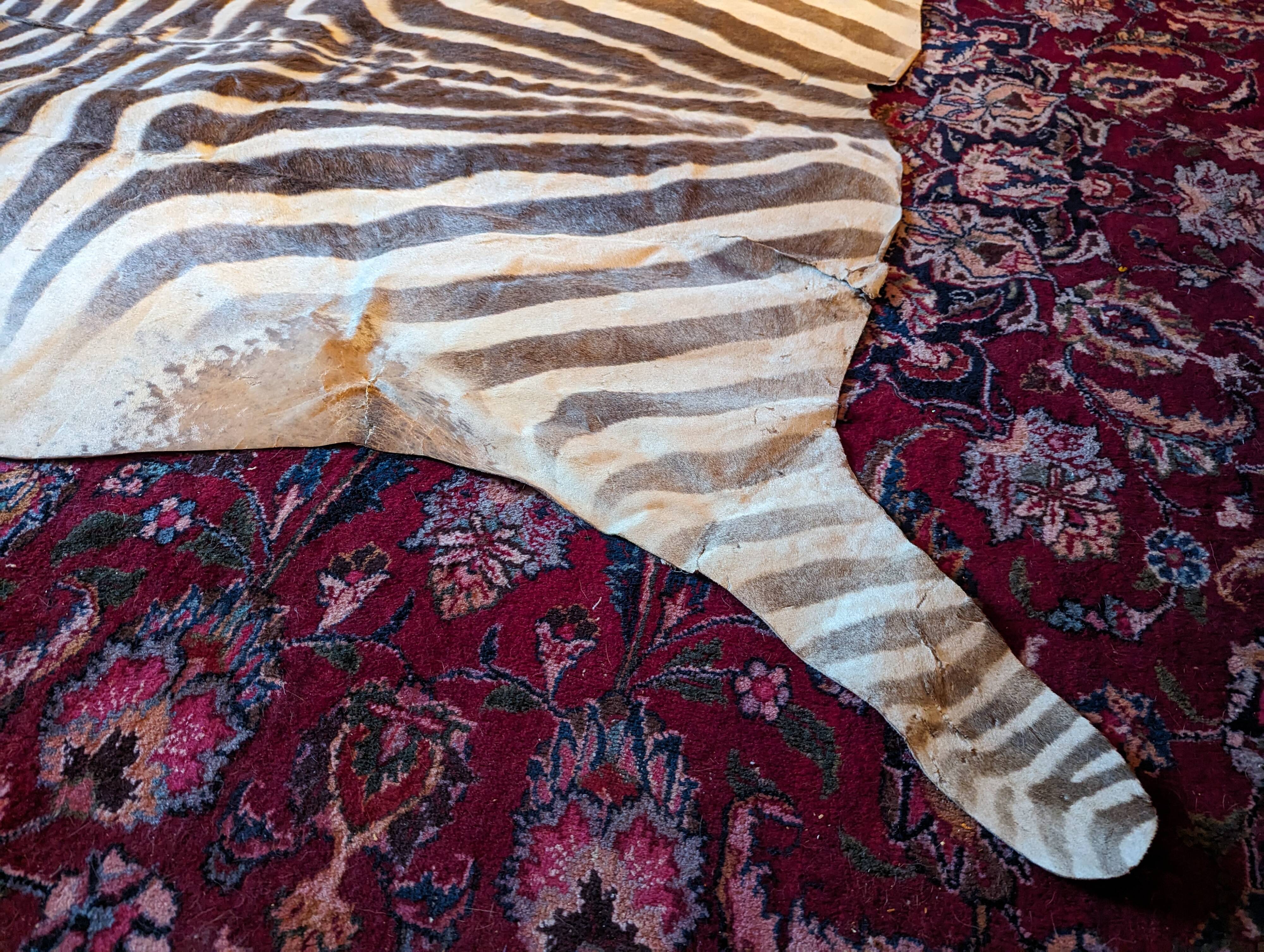 Real zebra skin rug