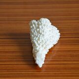 Lot of 3 pieces of coral