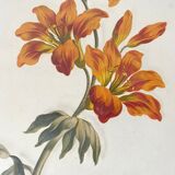 Framed fleur-de-lis botanical plate