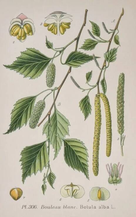 Botanical plates of White Birch