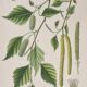Botanical plates of White Birch