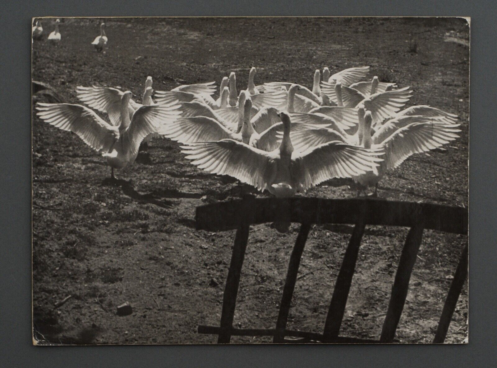 Film photography Bernard Darot The ballet of the twentieth century geese