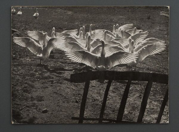 Photographie argentique Bernard Darot Le ballet des oies XXe