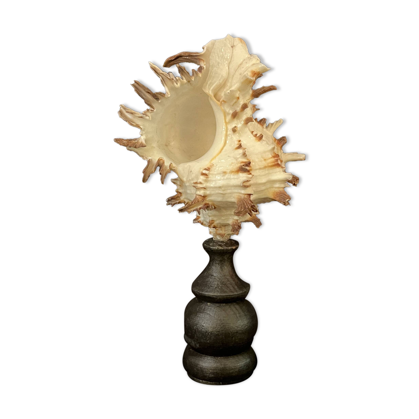 Hexaplex Cichoreum shell on turned wooden base, old cabinet of curiosities on foot