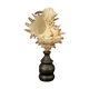 Hexaplex Cichoreum shell on turned wooden base, old cabinet of curiosities on foot