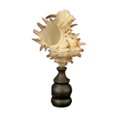 Coquillage Hexaplex Cichoreum sur socle en bois tourné ancien cabinet de curiosités pied