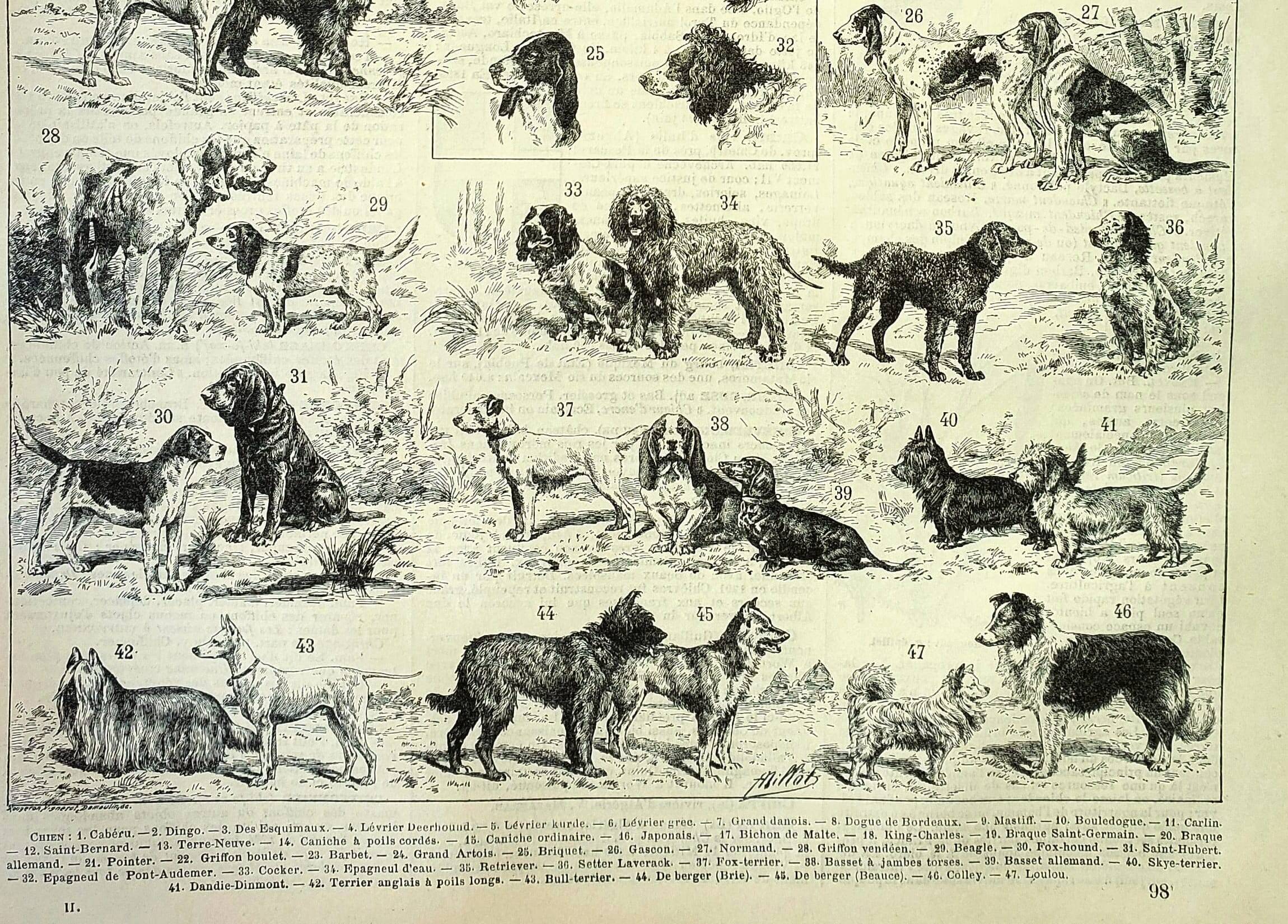 Antique engraving 1897 A. Millot - Dog, breed, shepherd
