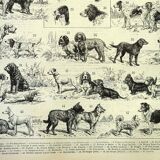 Gravure ancienne 1897 A. Millot - Chien, race, berger