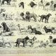 Gravure ancienne 1897 A. Millot - Chien, race, berger