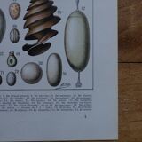 Set of 2 lithographs on insects and eggs
