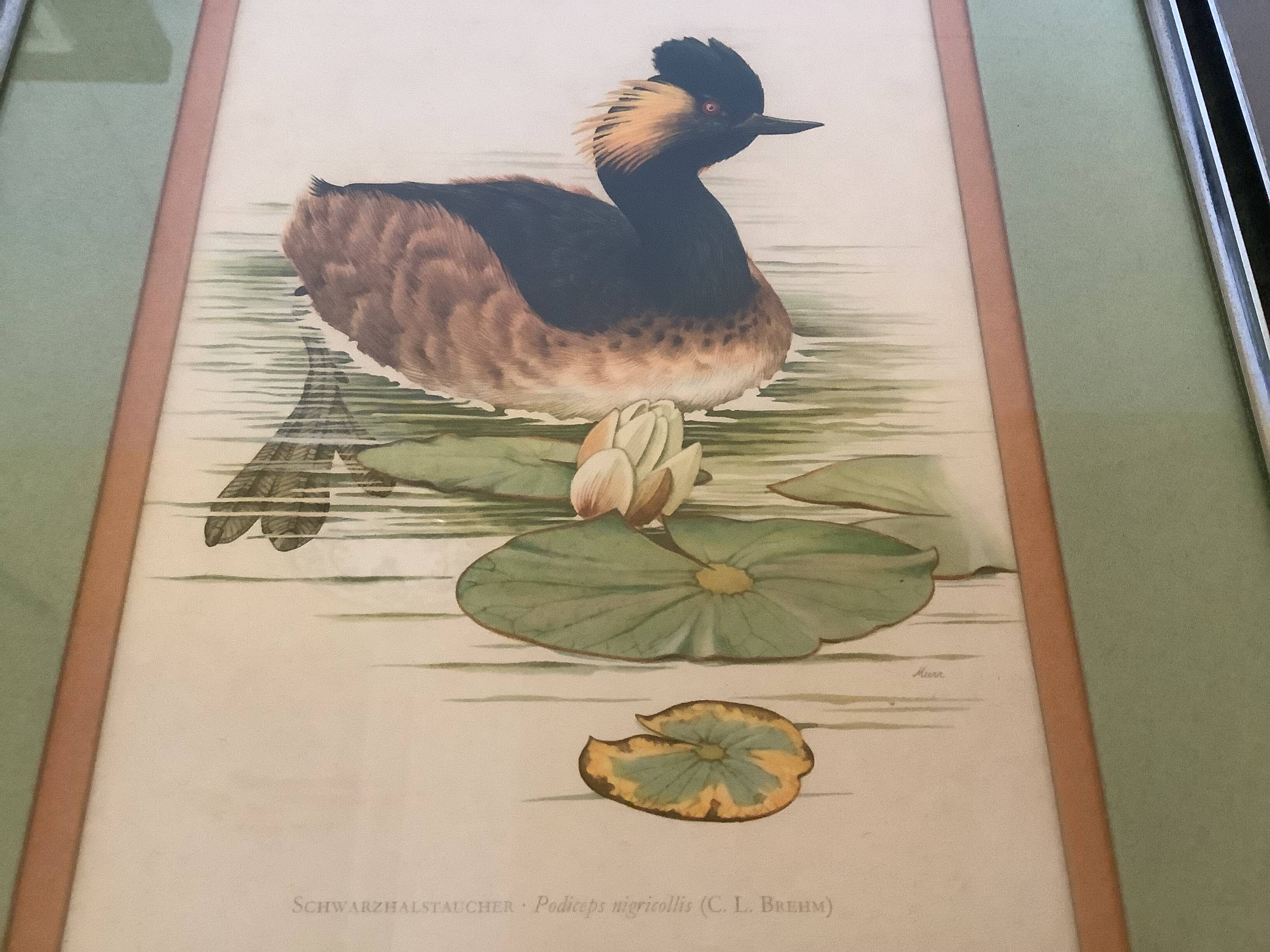 Pair of framed bird illustrations