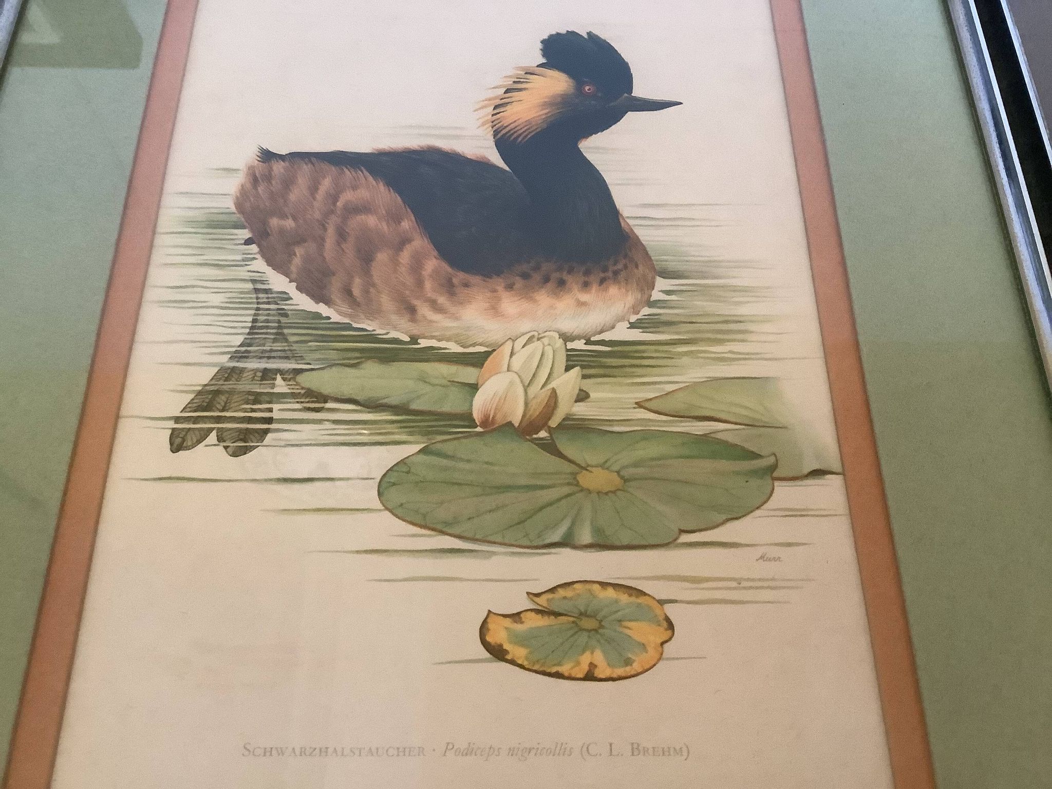 Pair of framed bird illustrations