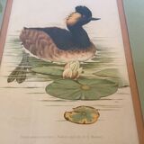 Pair of framed bird illustrations