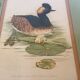 Paire d’illustrations d’oiseaux encadrés