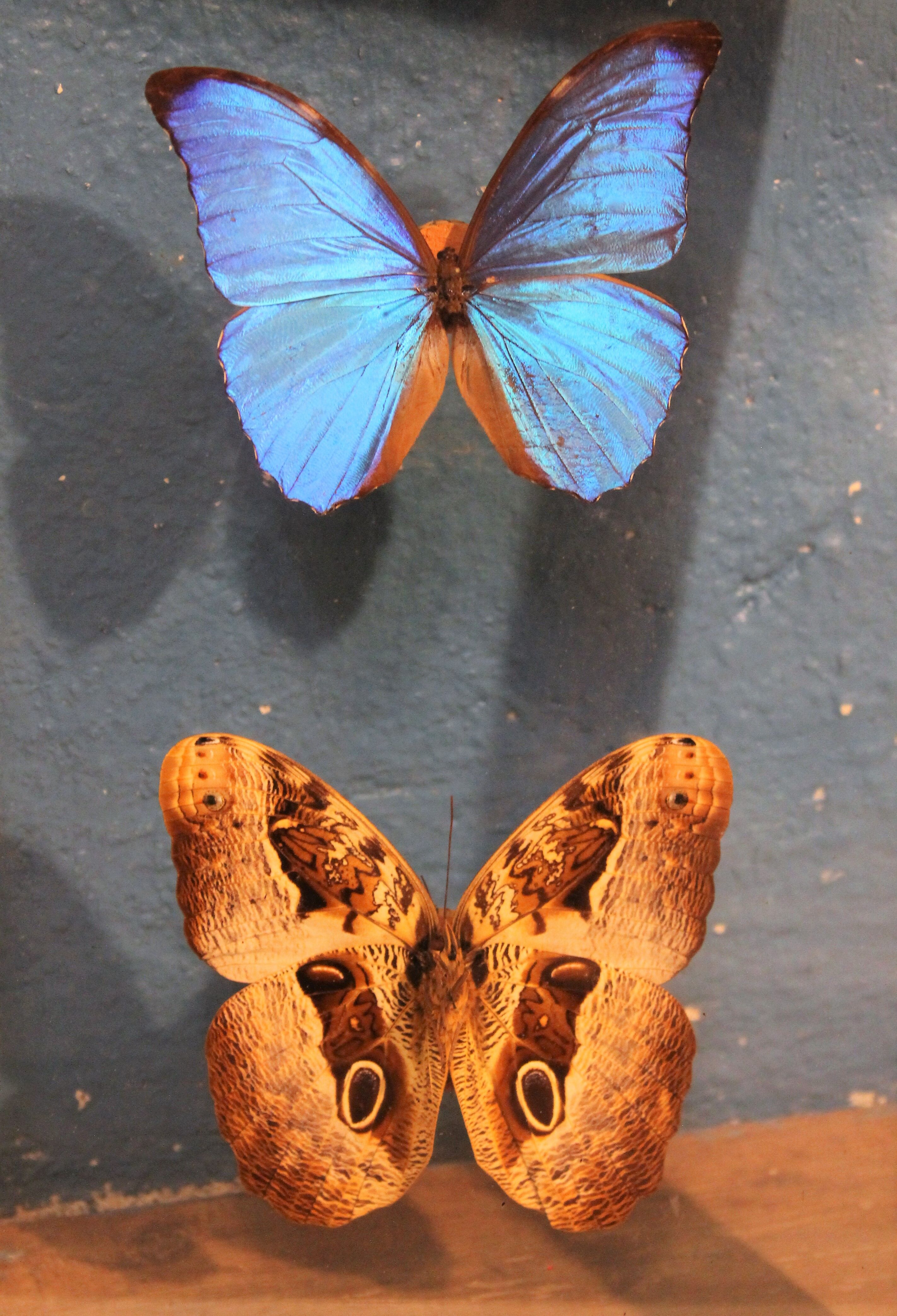 Morpho butterfly box  60