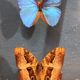 Morpho butterfly box  60