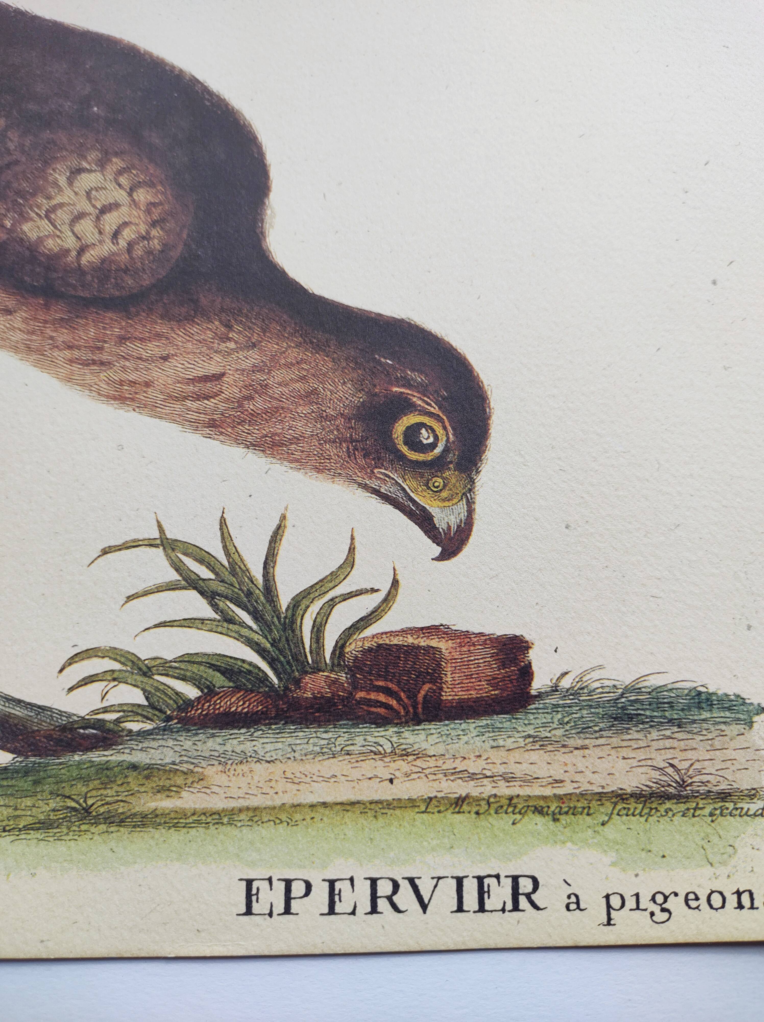 Vintage bird engraving - Hawk - Old animal board by Seligmann & Catesby