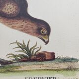 Gravure Vintage oiseau -Épervier- Planche ancienne animal de Seligmann & Catesby