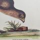 Vintage bird engraving - Hawk - Old animal board by Seligmann & Catesby
