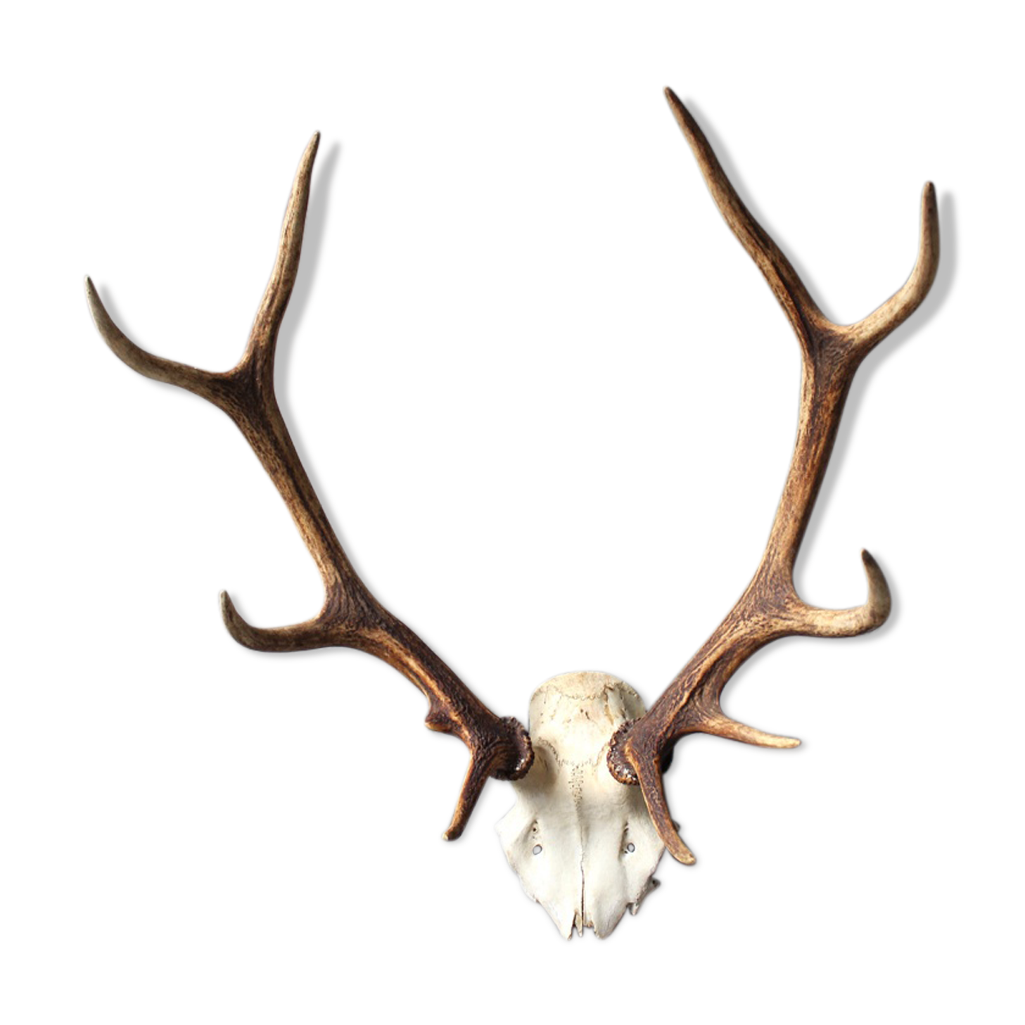 Deer hunting trophy