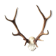 Deer hunting trophy