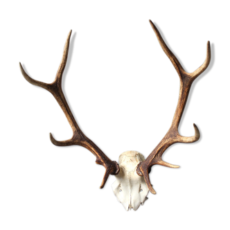 Deer hunting trophy