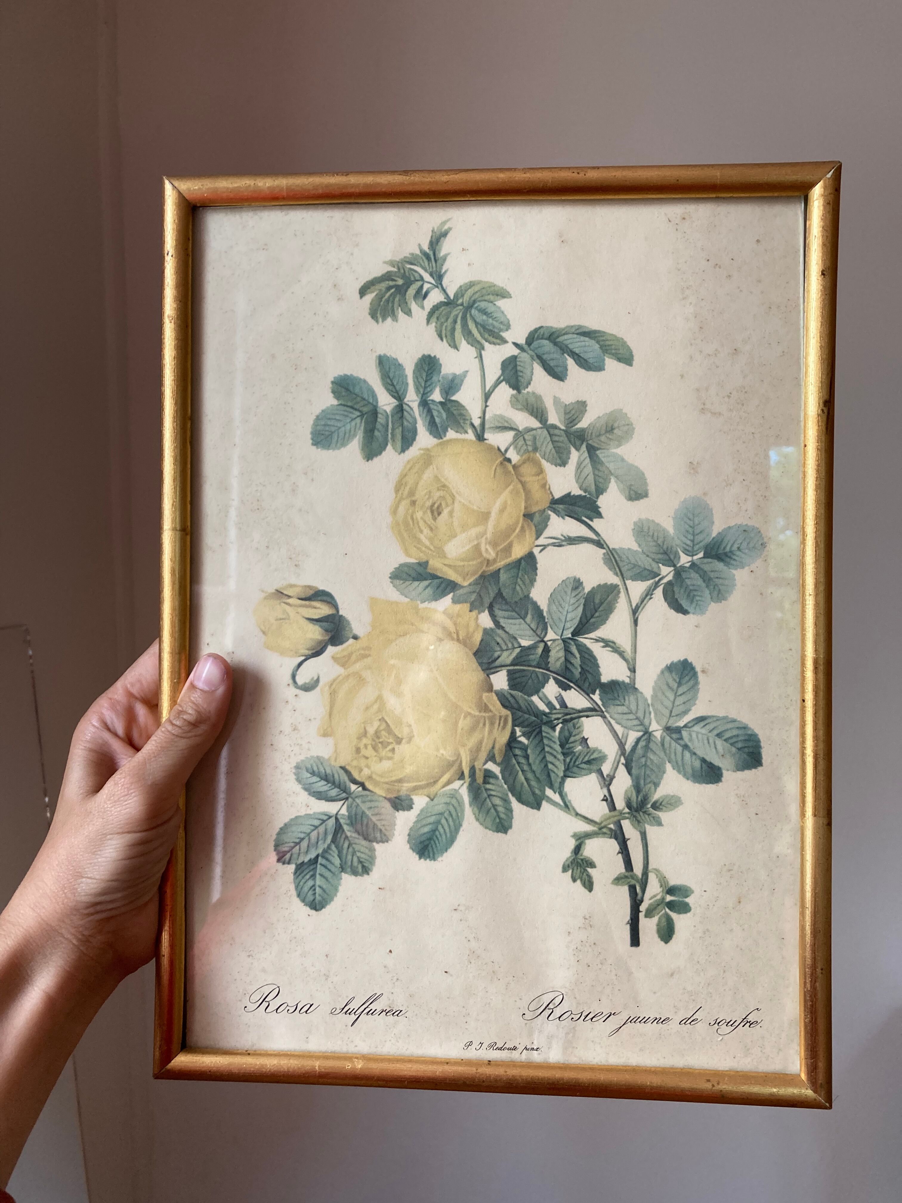Pair of floral engravings signed redouté