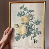 Pair of floral engravings signed redouté