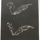 Photogramme original JM Baufle, entomologie, circa 1940