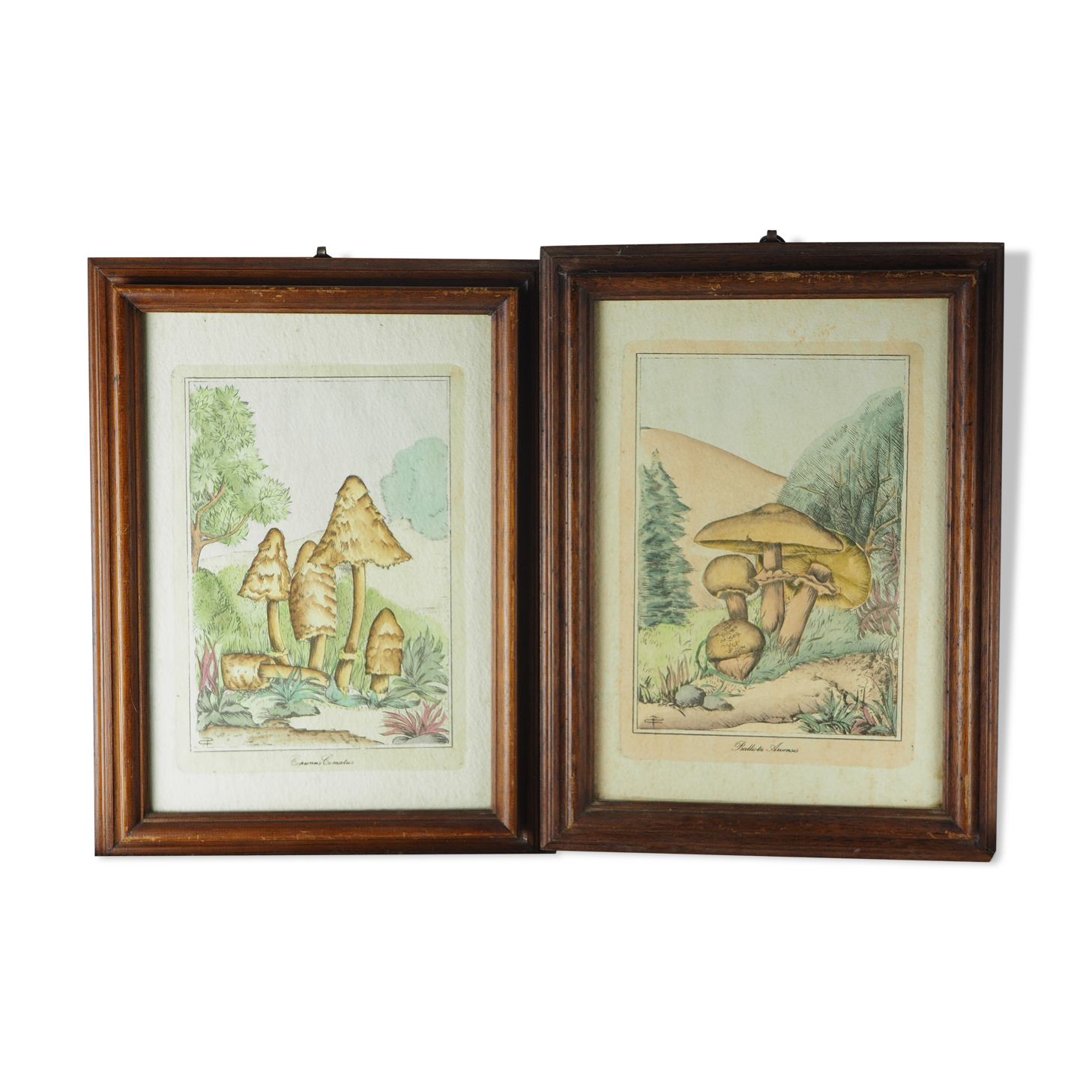 Pair of colorized mycological lithographs - Coprinus comatus, Psalliotta arvensis - 70s