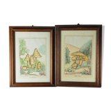 Pair of colorized mycological lithographs - Coprinus comatus, Psalliotta arvensis - 70s