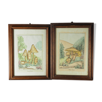 Paire de lithographies mycologiques colorisées - Coprinus comatus, Psalliotta arvensis - années 70