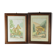 Pair of colorized mycological lithographs - Coprinus comatus, Psalliotta arvensis - 70s