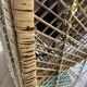 Very large vintage buri shelf