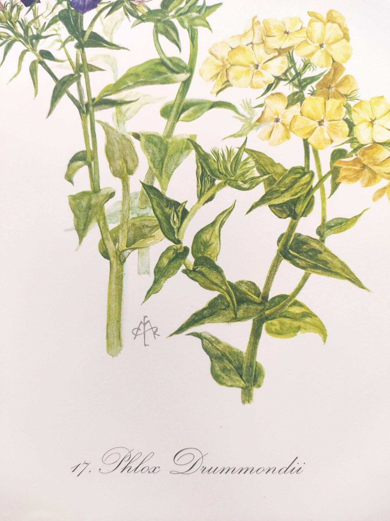 Vintage botanical plate from 1962 - Phlox - Plant engraving - Watercolor M.Rollinat