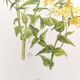 Vintage botanical plate from 1962 - Phlox - Plant engraving - Watercolor M.Rollinat