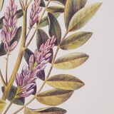Licorice Botanical Board