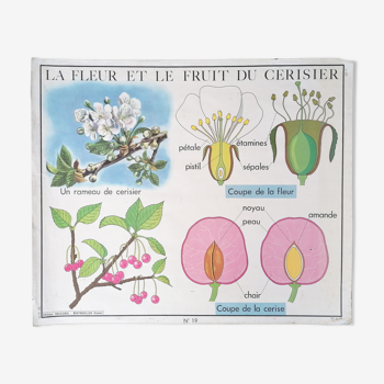 Affiche pédagogique Rossignol vintage : le cerisier fleur et fruit / la pomme de terre.