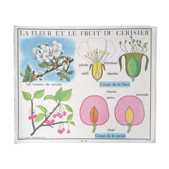 Affiche pédagogique Rossignol vintage : le cerisier fleur et fruit / la pomme de terre.