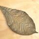 Vide poche forme feuille en bronze